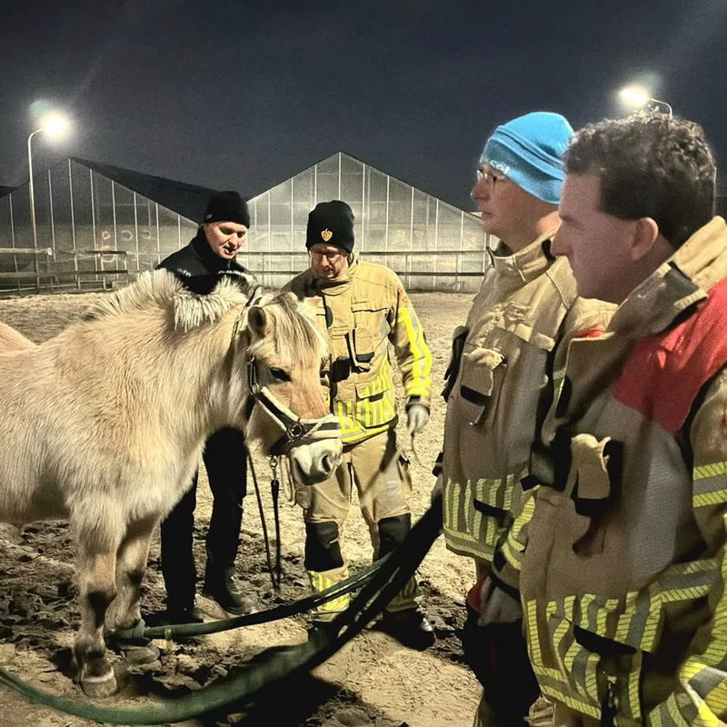 Redden van grote dieren🐎
