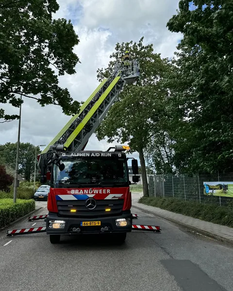 Hoge bomen..