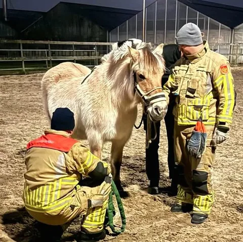 Redden van grote dieren🐎