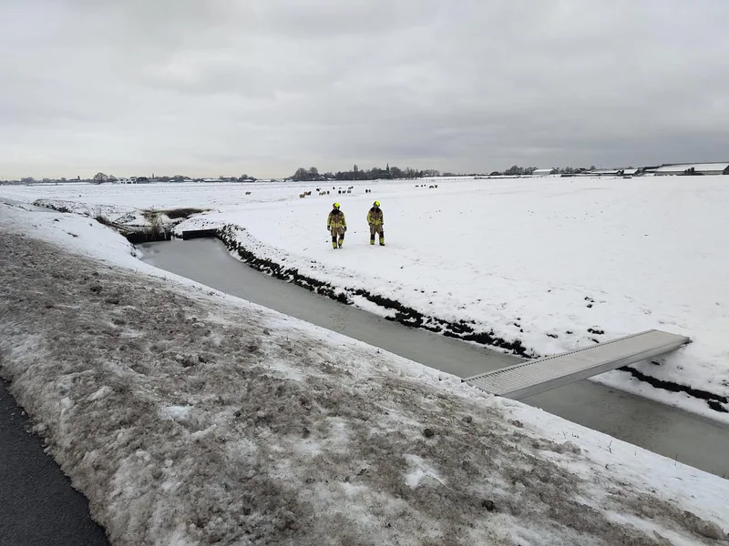 🐑 “Schaap kiest toch voor droge pootjes!” 🏔️❄️